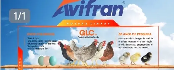 Pintainhas de 1 dia 