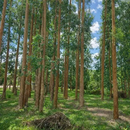 Lapa/ Balsa Nova, 54 Alqueires ou 131 há , Floresta de Pinos e Eucalipto Pronta Pra Corte,