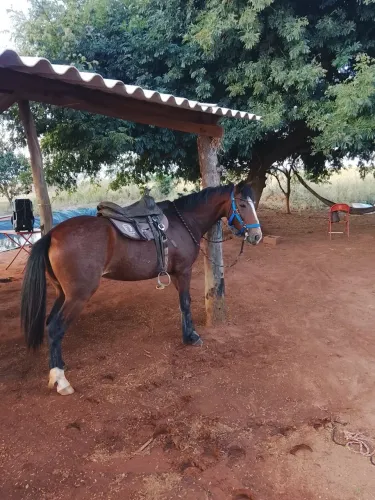 Vendo égua meio sangue 
