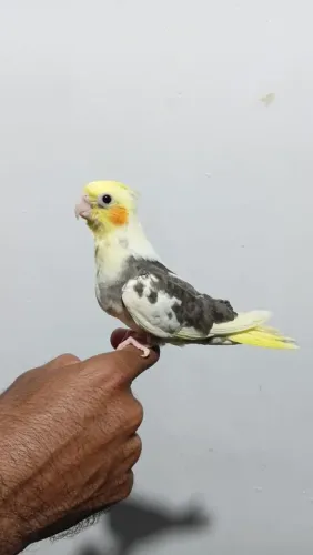 Pets