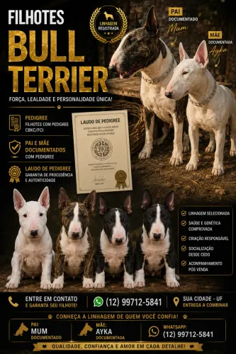 Bull terrier filhotes
