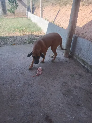 Vendo cachorra fila brasileiro