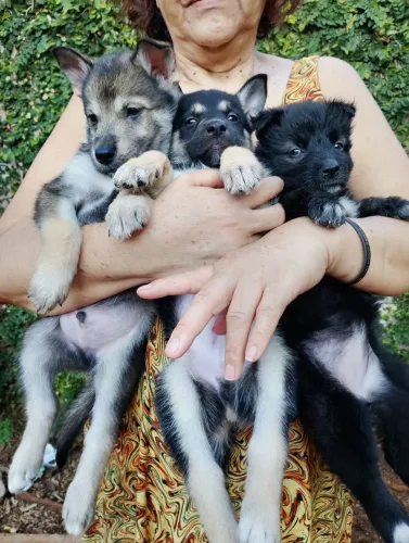 Filhotes Husky mix (mestiços)