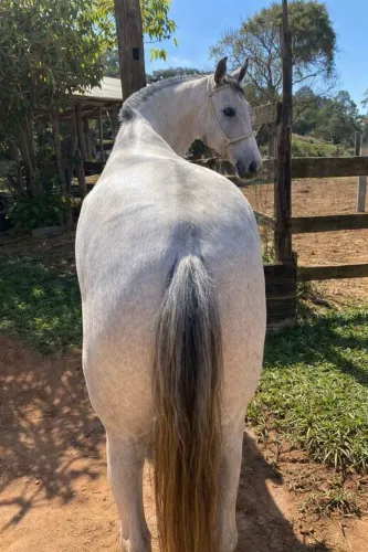 Cavalo Forte e Saudável