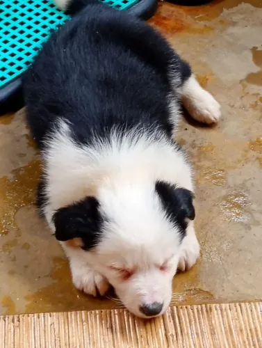 Femea Border Collie 