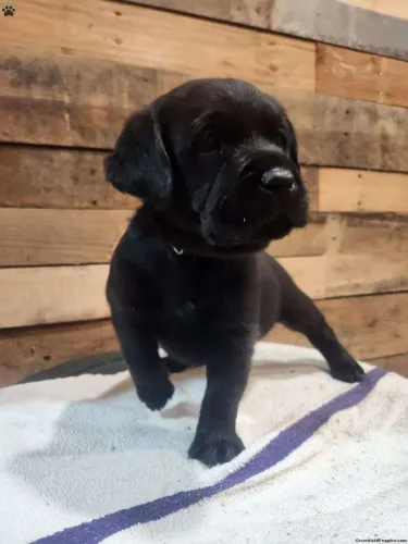 Labrador ? Com entrega imediata