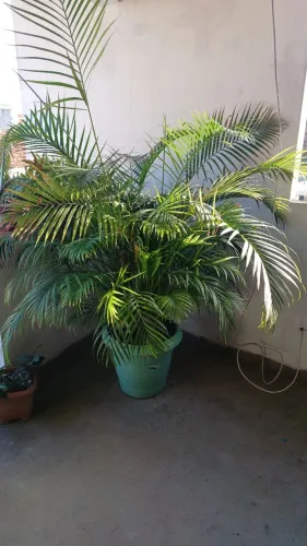 Vendo 6 plantas