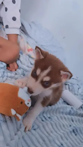 Husky fêmea disponível 