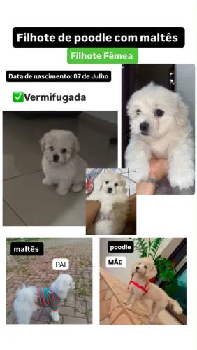 Poodle maltês