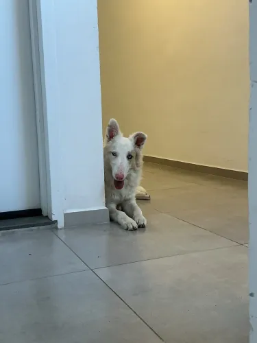 Border collie Albino 
