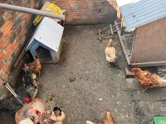 Lote de aves: 7 galinhas, 1 galo e casal de marrecos