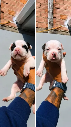 Lindos filhotes de american bully micro