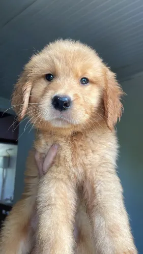 Golden retriever Fêmea