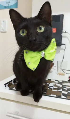 Uma linda gatinha para adoção.