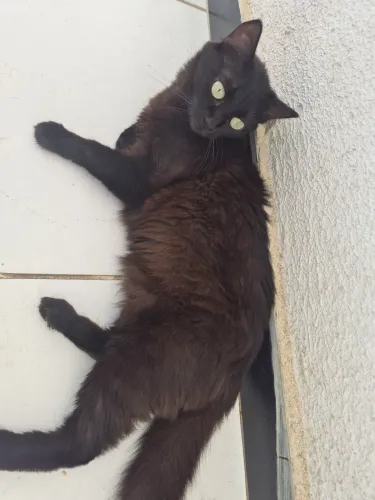 Doação de GATA Preta