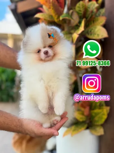 Spitz Alemão - Lulu da Pomerania 