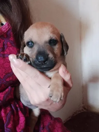 Doação de cachorro