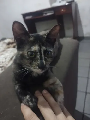 Gatinhas resgatadas p adoção