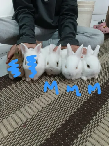 Coelho mini lion