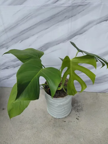 Planta Costela de Adão