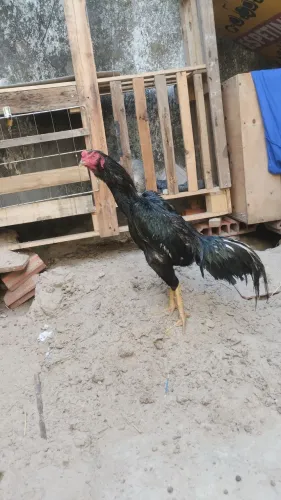 Estou vendendo este galo no caso de espaço