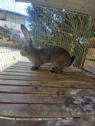 Coelho Gigante de Flandres 