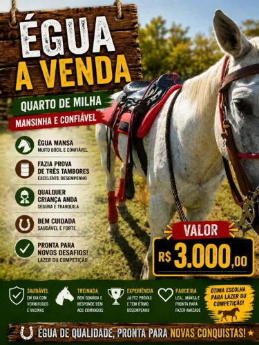 Égua quarto de milha branca