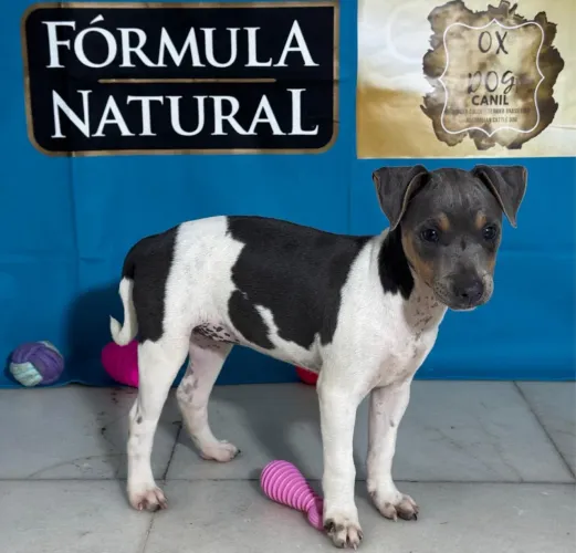 FOX paulistinha com pedigree CBKC - Terrier brasileiro filhote puro
