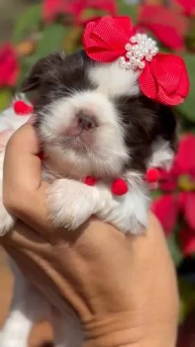 Vacinada uma linda filhote de shih tzu fêmea linhagem chocolate