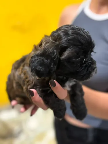 Vendo Filhote Shih Tzu 