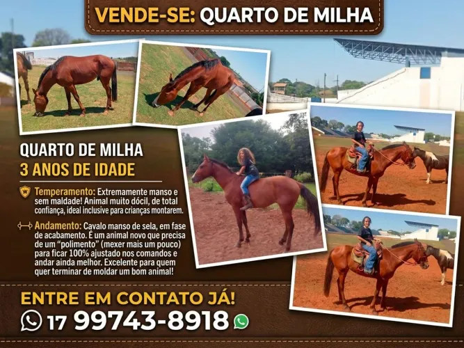 Cavalo Quarto de Milha