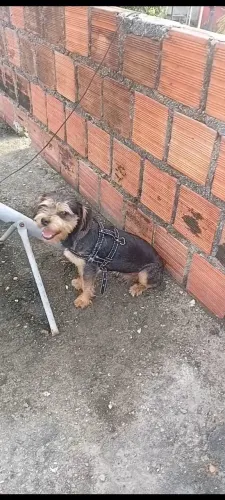 Yorkshire com Pinscher macho 9 meses valor 400 reais.