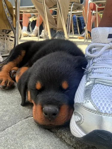 Rottweiler O presente mais fofo que você vai encontrar