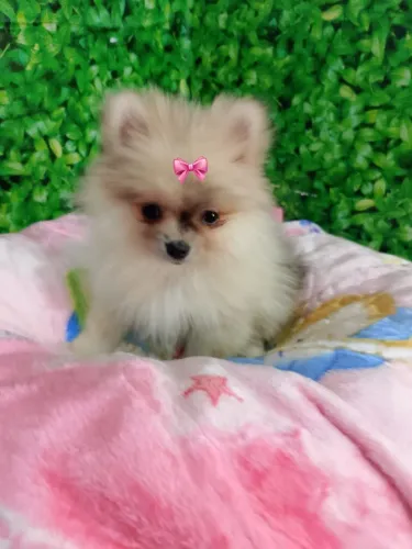 Lulu fêmea vacinada