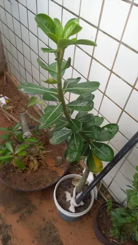 3 rosas do deserto por 100 reais