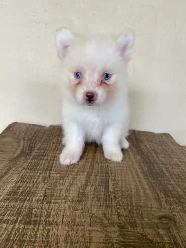 Mini Pomsky