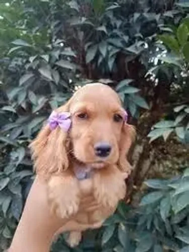 O Cocker acompanhou os tutores durante a viagem.