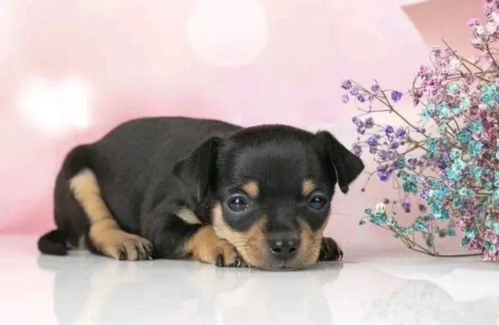 Miniatura pinscher