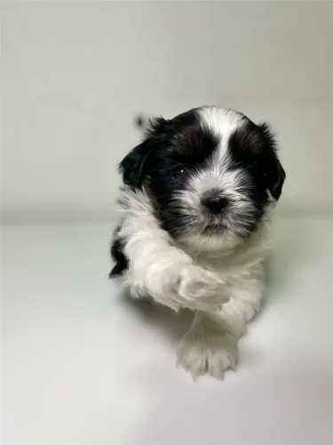 Cachorro