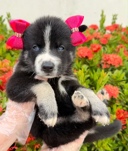 Filhotes da raça husky siberiano 