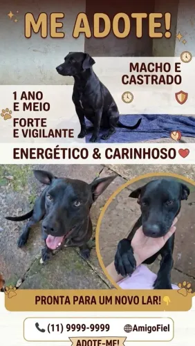 DOAÇÃO DE ANIMAIS!