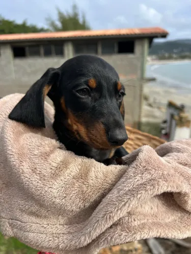 Dachshund (Cofap/Teckel) Macho Black & Tan