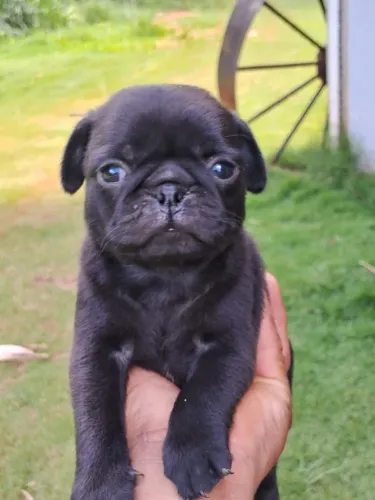 Uma fofura enrugadinha para chamar de seu ? Pug até 12x sem juros