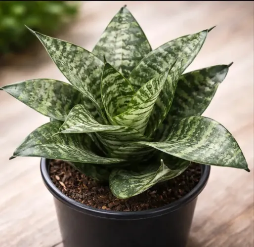 Kit 3 Mudas sem vaso Espada De São Jorge Planta Decorativa E Proteção