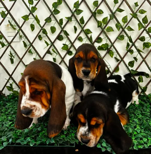 Filhotes de Basset Round bicolor machos