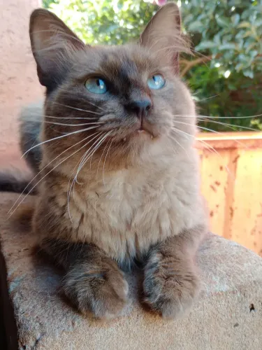 Doe -se um gato macho castrado