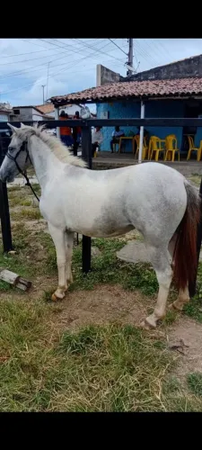 Poney