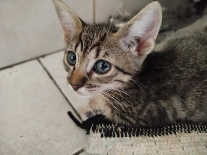 GATINHA PARA DOAÇÃO 