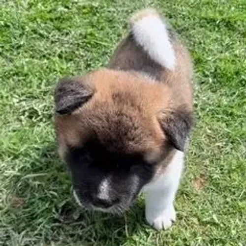 Akita Inu,Akita Inu Filhote de Alta Qualidade com Excelente Temperamento