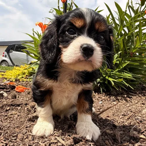 Cavalier King Charles Spaniel | Receba hoje 